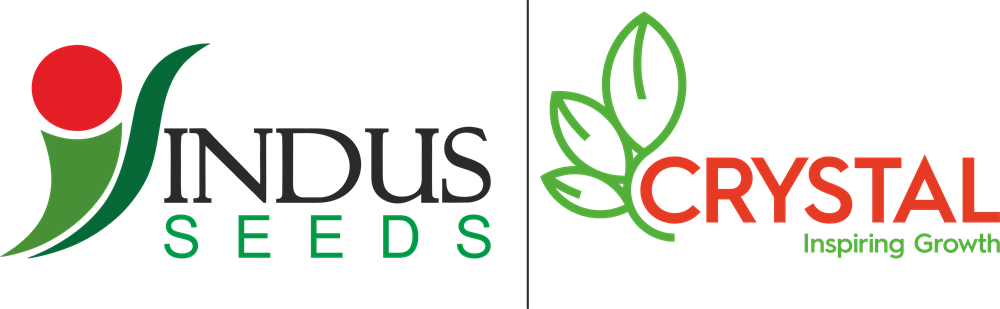 Indus Seeds | Crystal