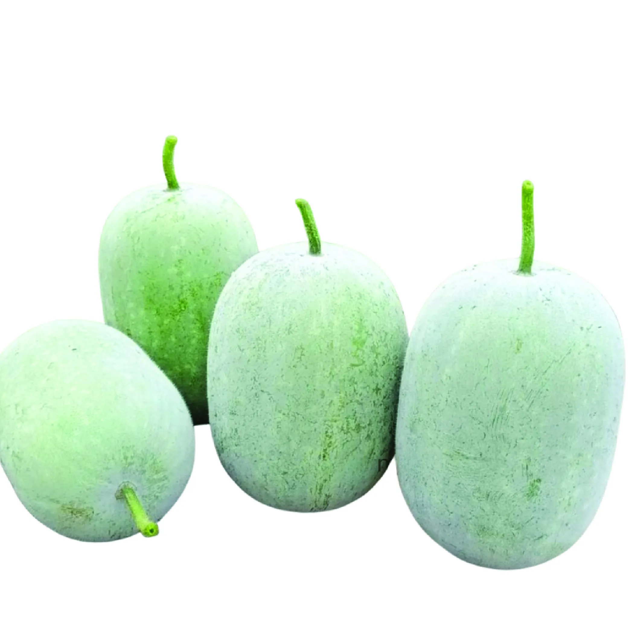 Ash Gourd