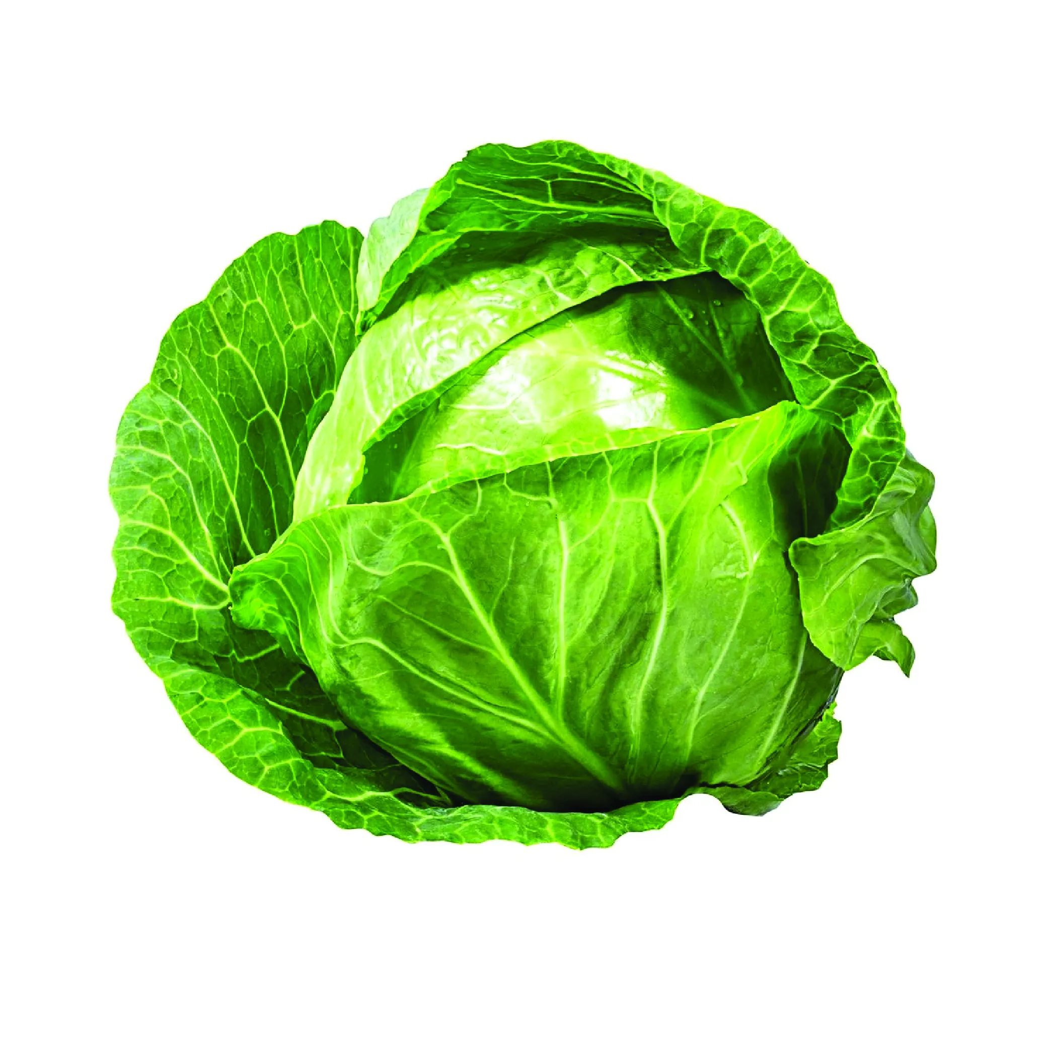 Cabbage