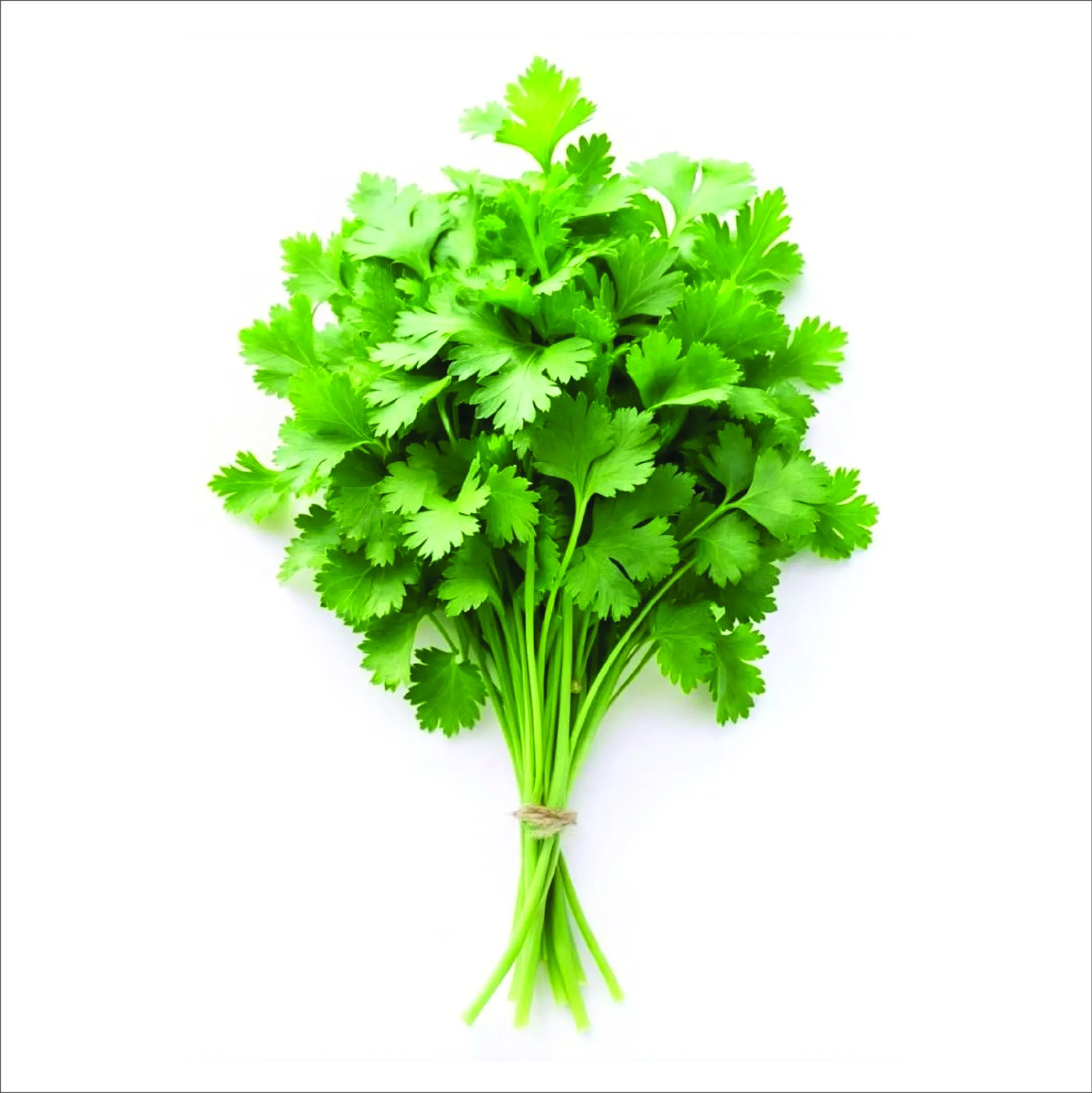 Coriander