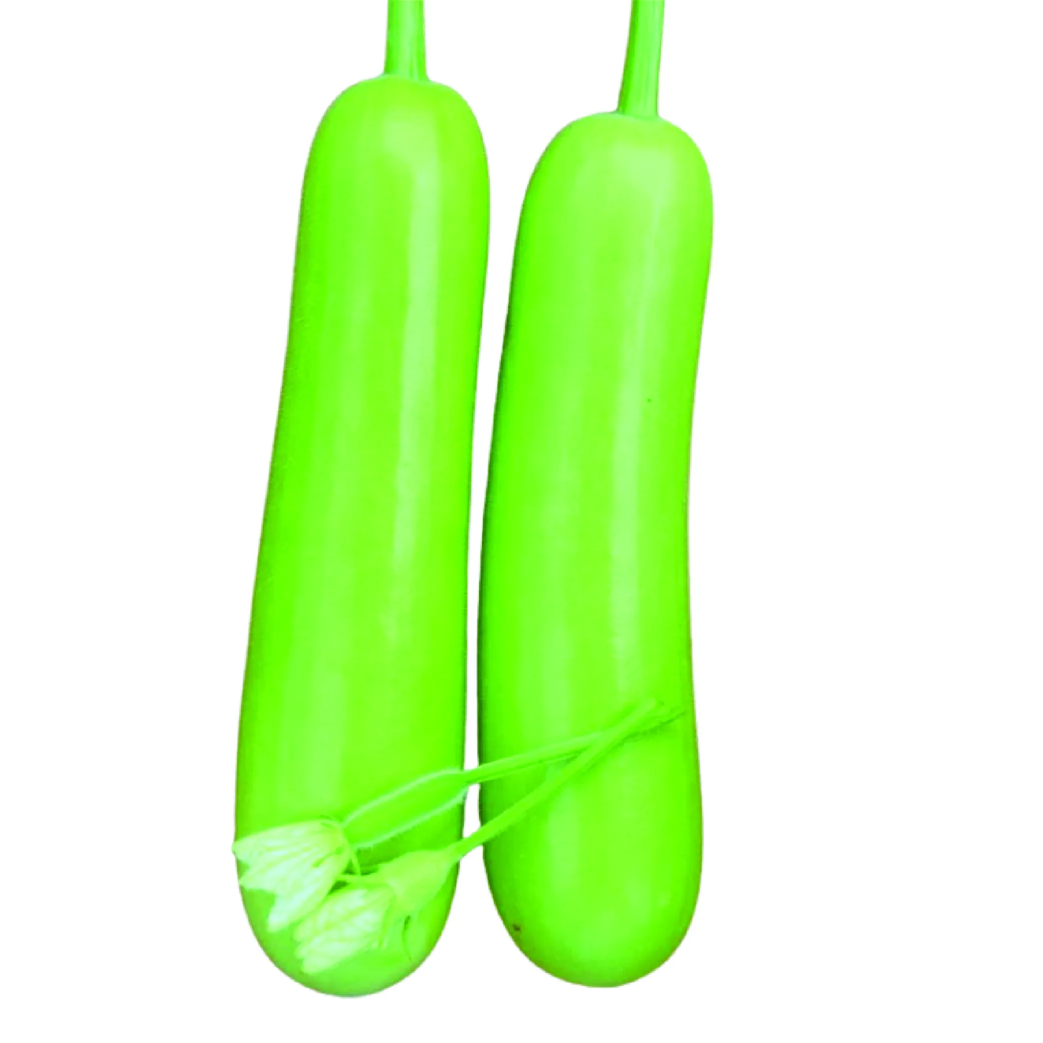 Sponge Gourd