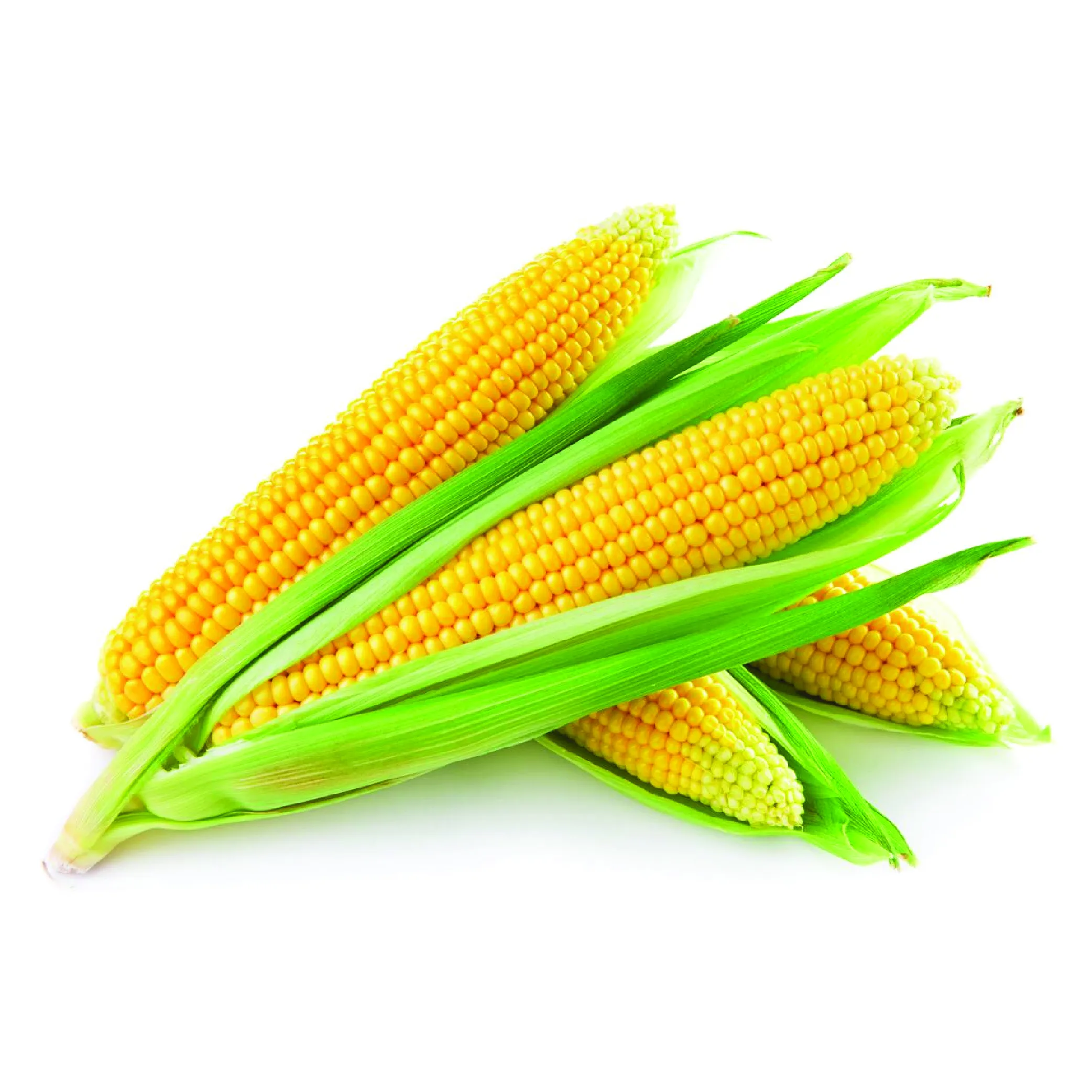 Sweet Corn