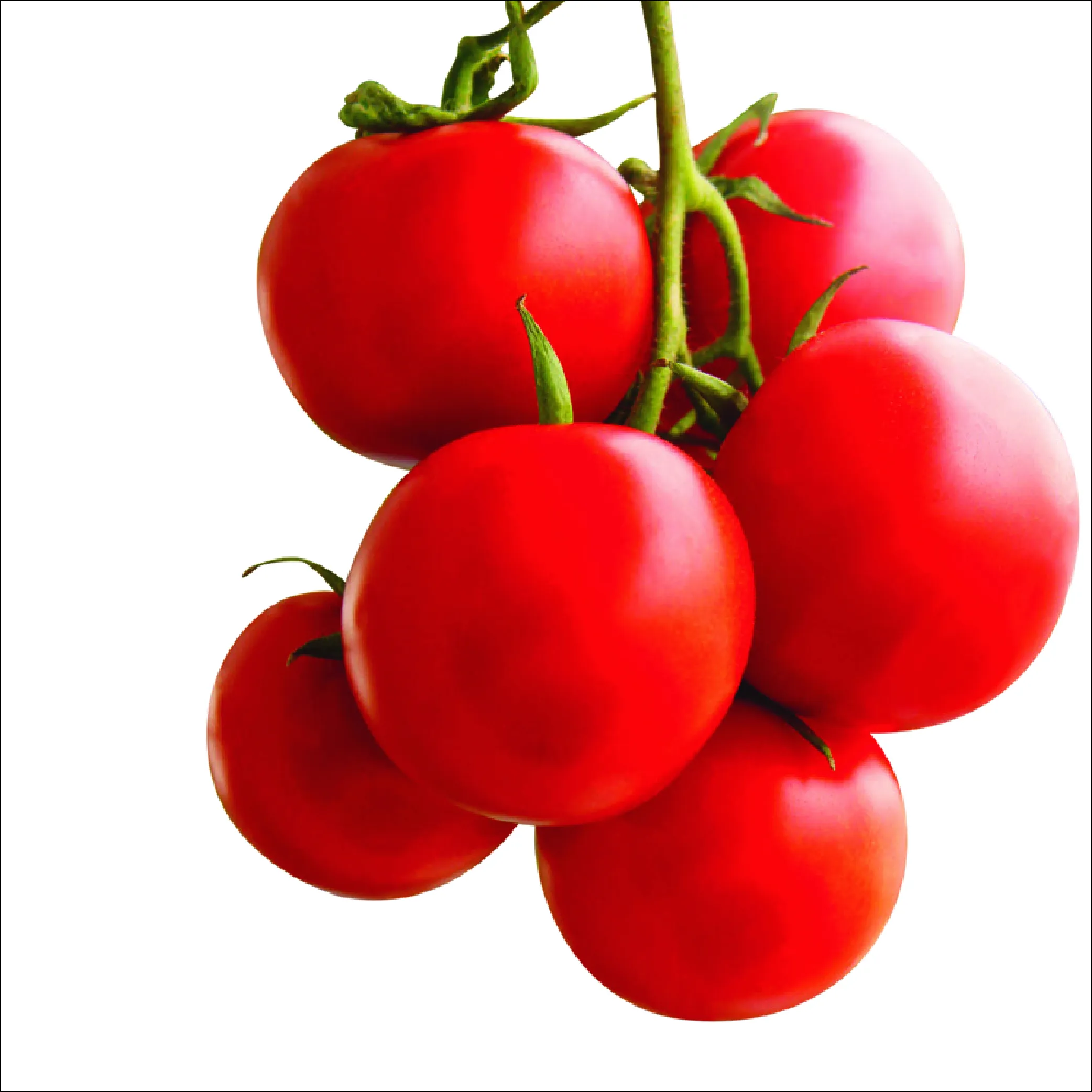 Tomato