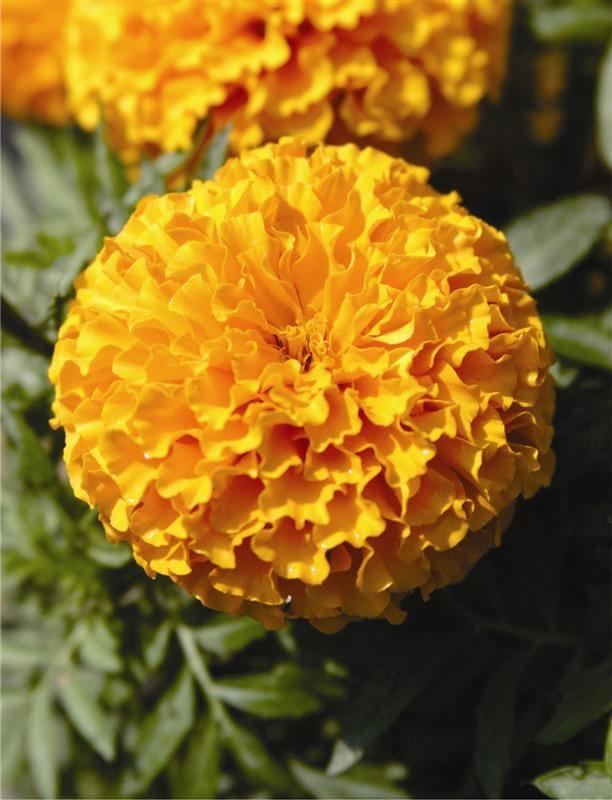 Marigold