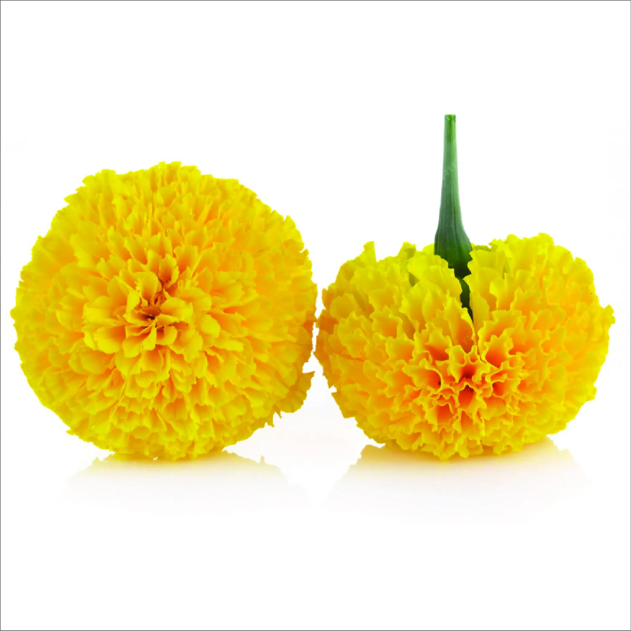 Marigold