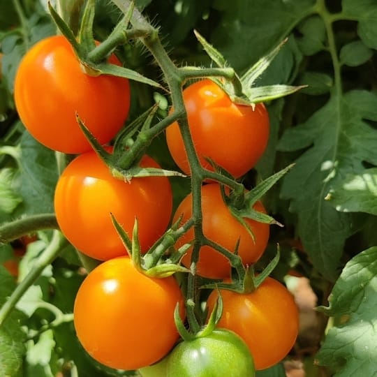 Cherry-3